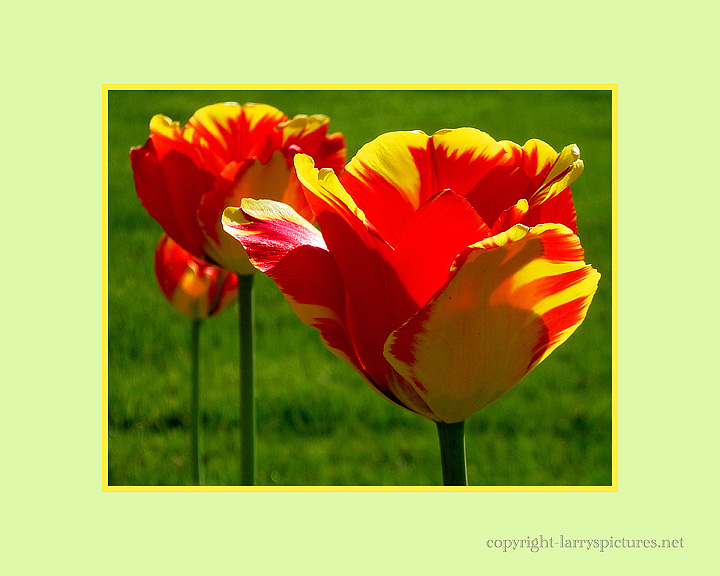 Tulips backlit