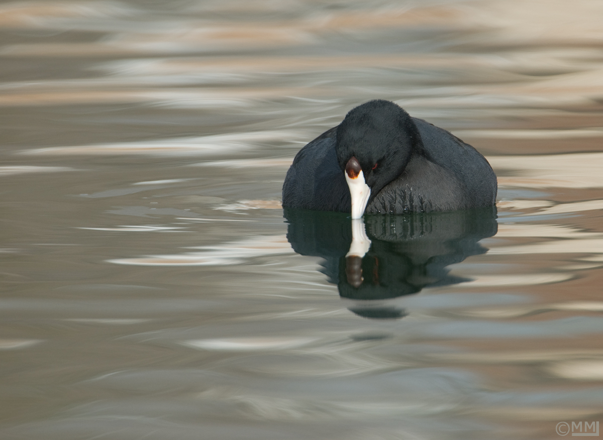 American Coot