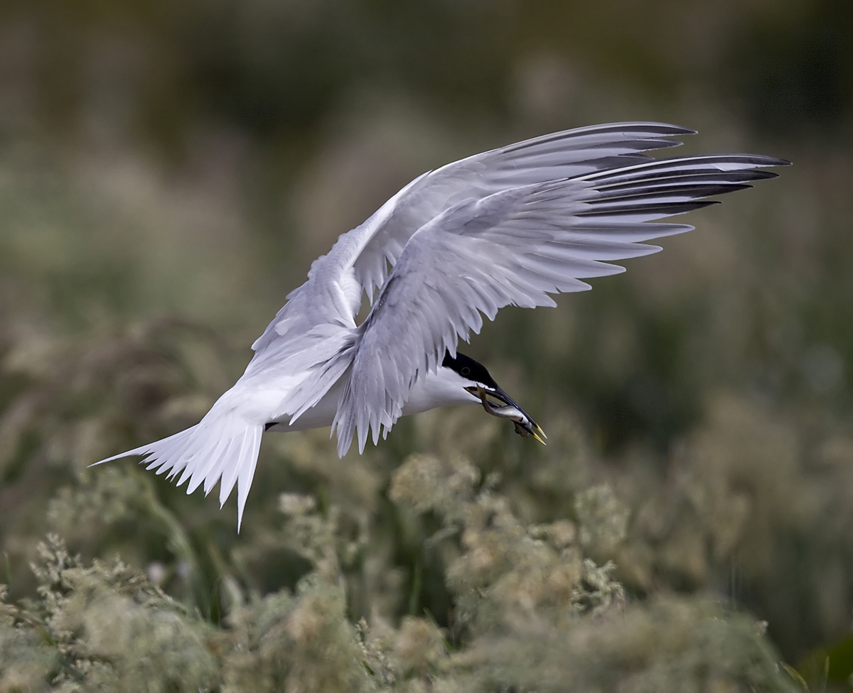 Sandwich Tern in flight