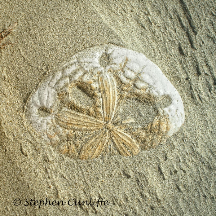Sandy Sand Dollar