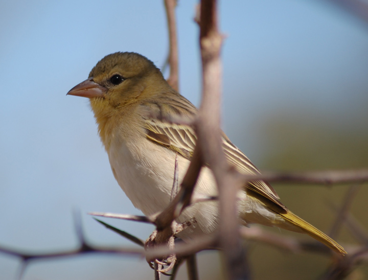 Bird