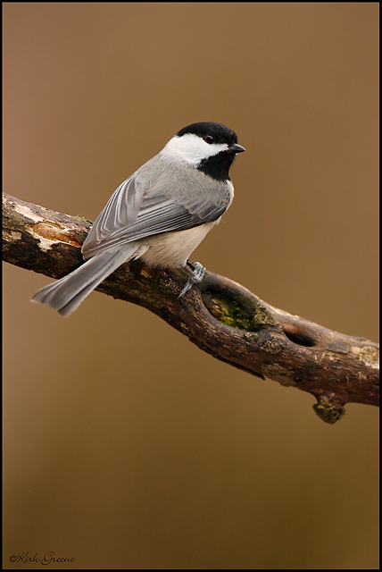 Just a Chickadee