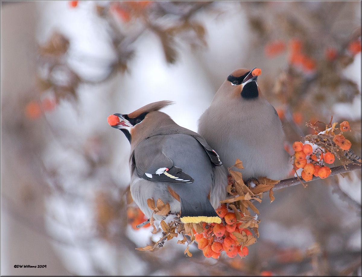 Bohemian Waxwings