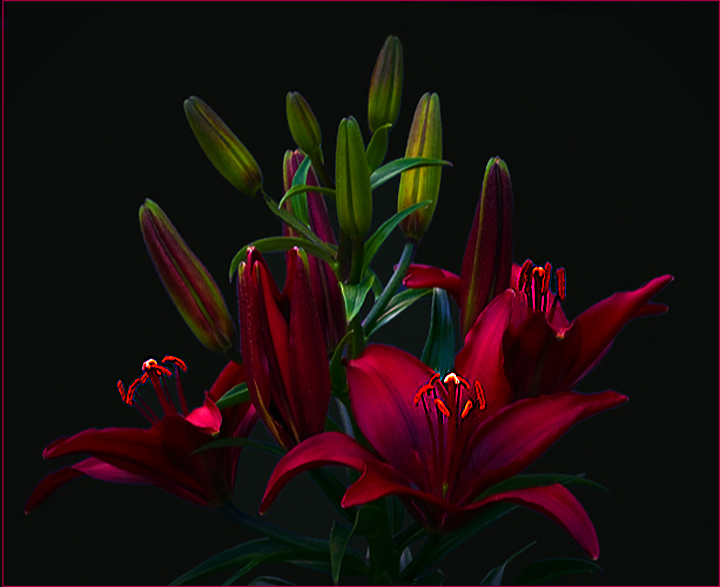 Theme- a Lilly  Portrait