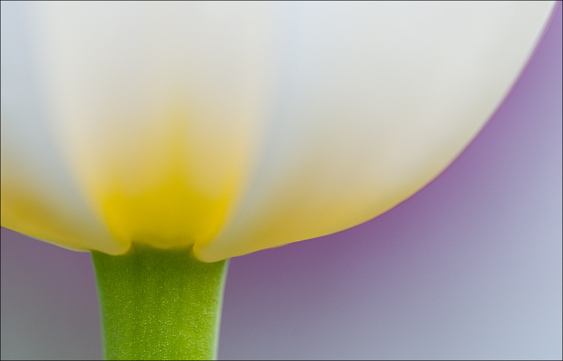 Theme - Spring Colors