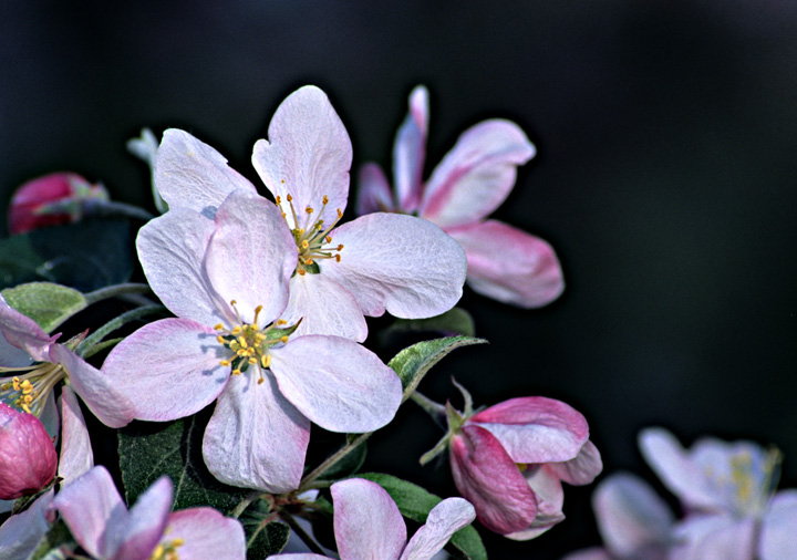 Theme~Apple Blossoms