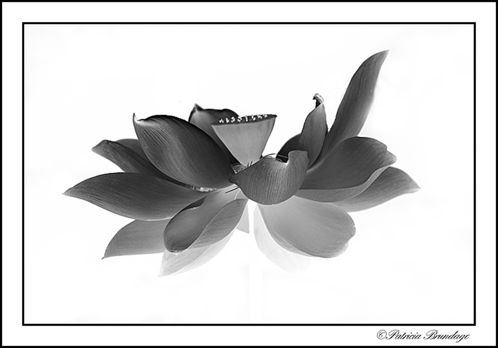 B&W Lotus (with repost)