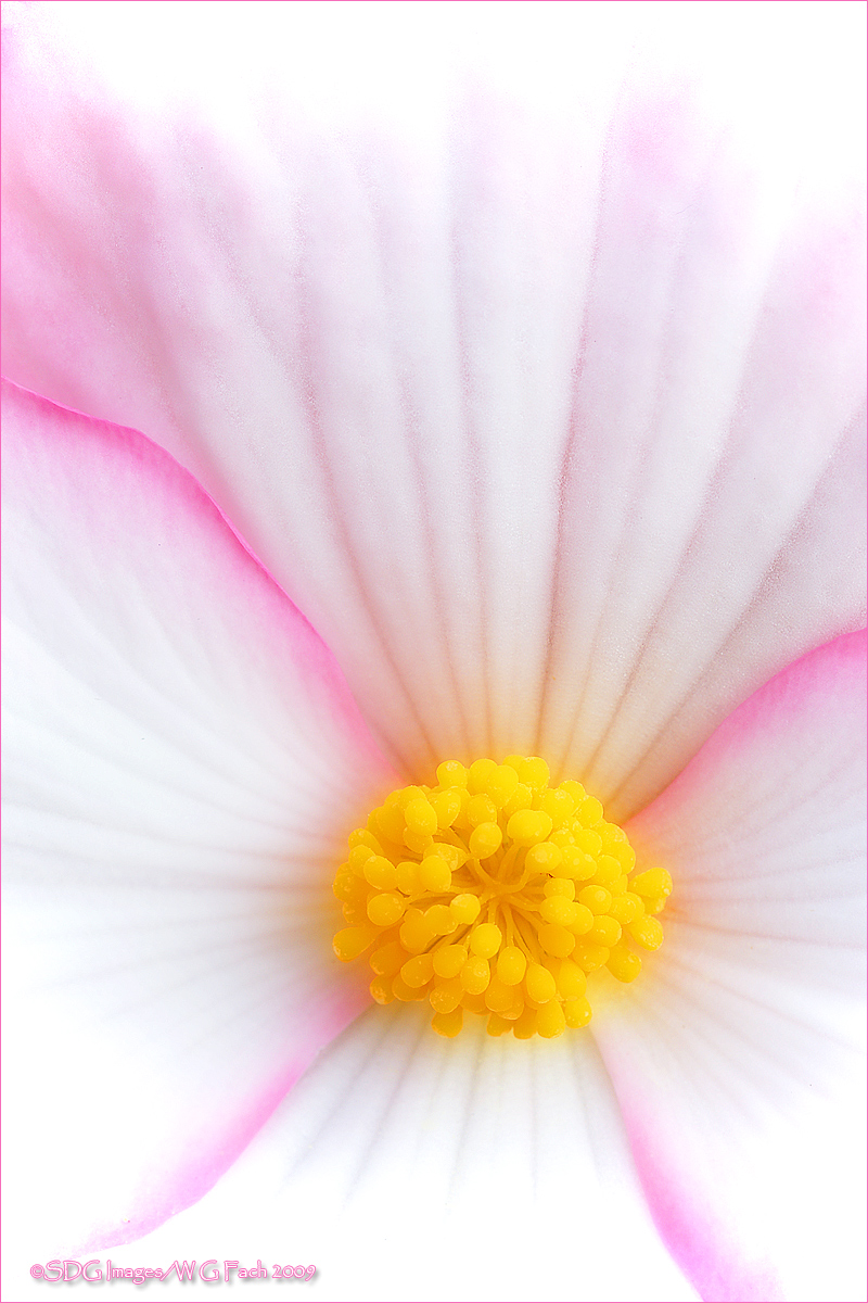 Pristine