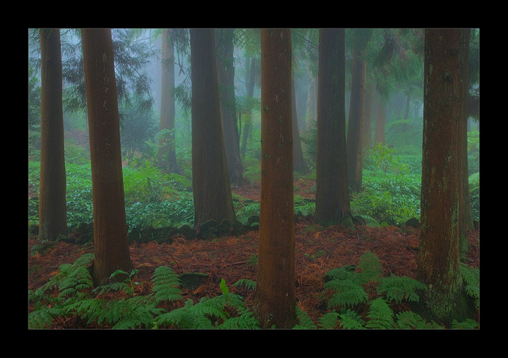 Forest Guardians - w/repost