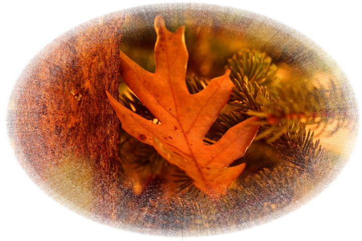 Christmas Oak