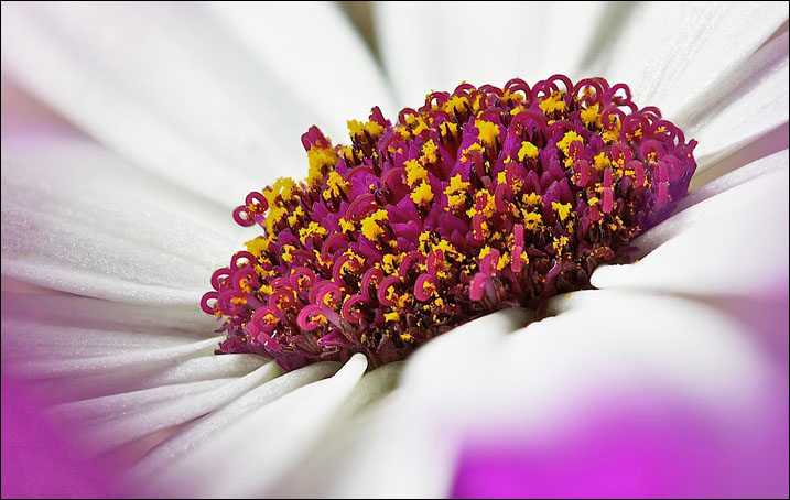 Theme : Pollen Spill