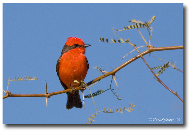 Vermillion Flycatcher
