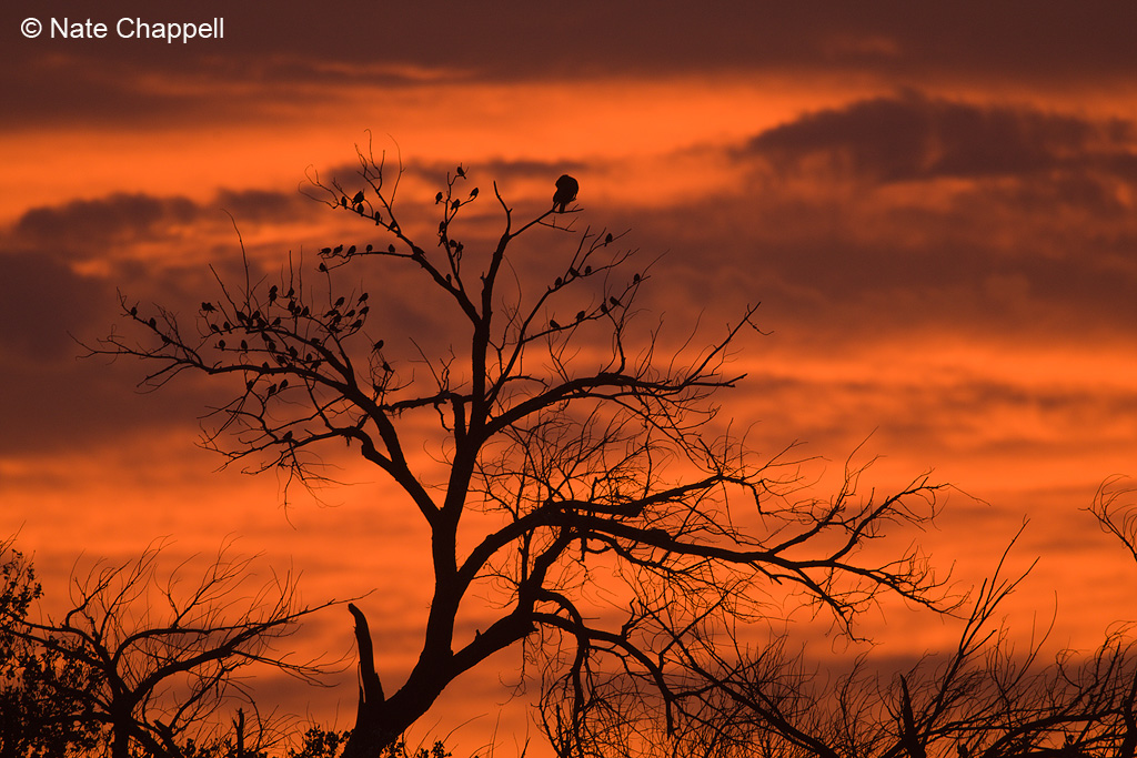Hawk and Blackbirds