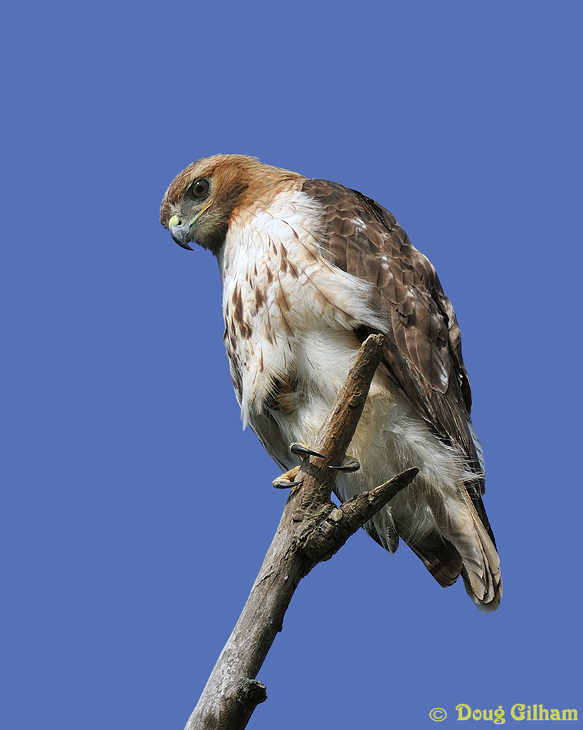 Red Tailed Perched