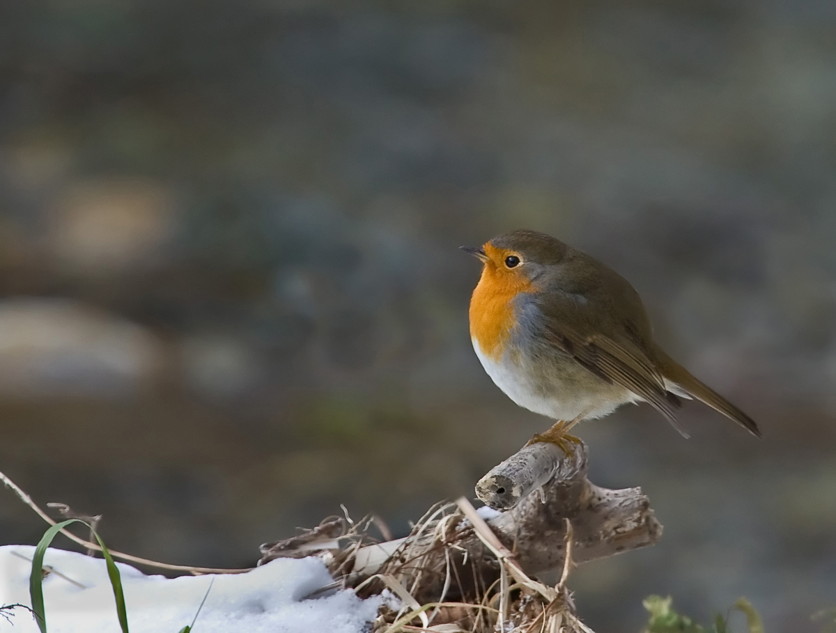 Pettirosso (Robin)