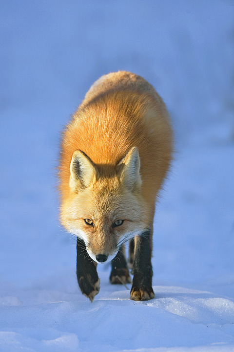 Red Fox