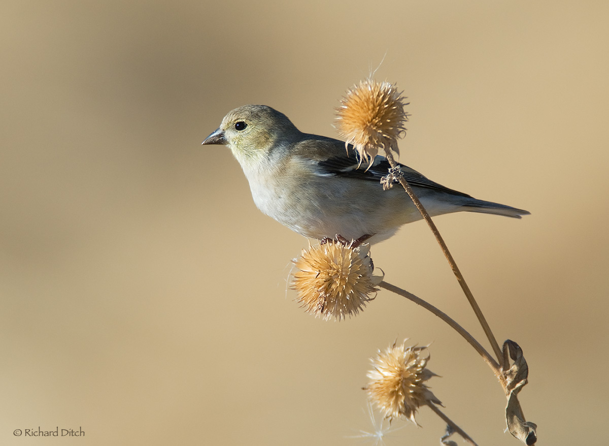 American Goldfinch