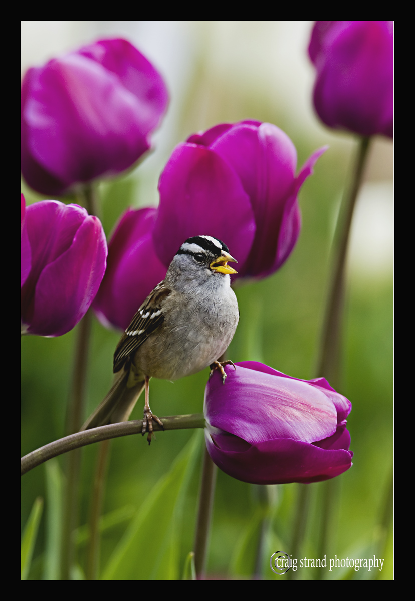 Floral with Avian guest