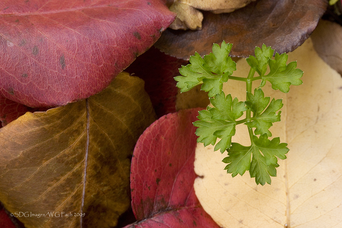 Parsley in a Pear Tree