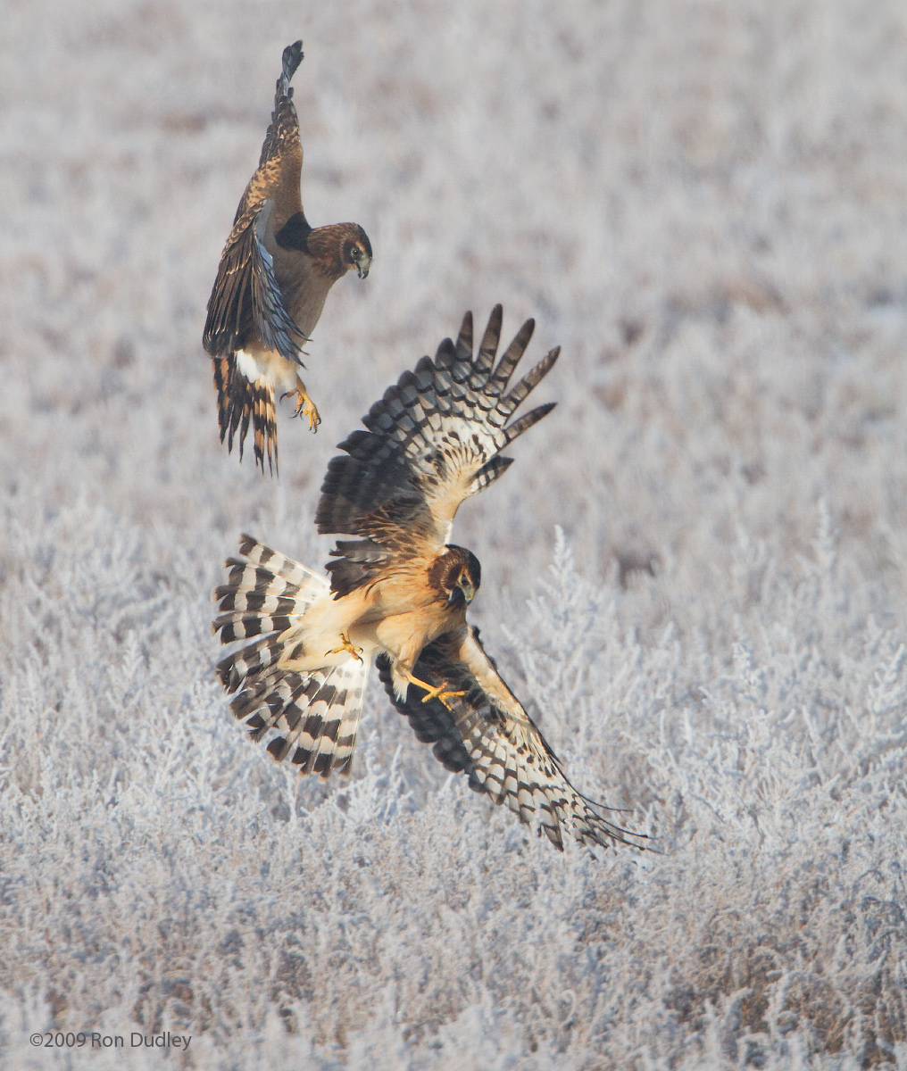 Harriers Fighting