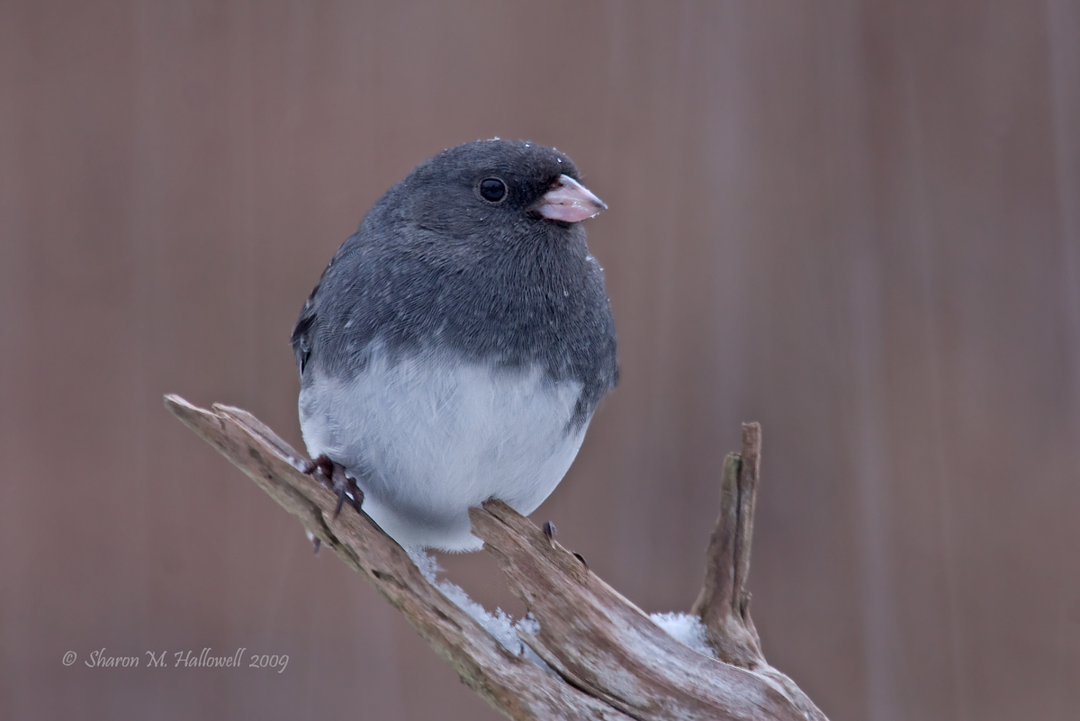 Winter Dark-eyed Junco
