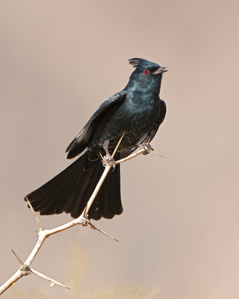 Phainopepla 