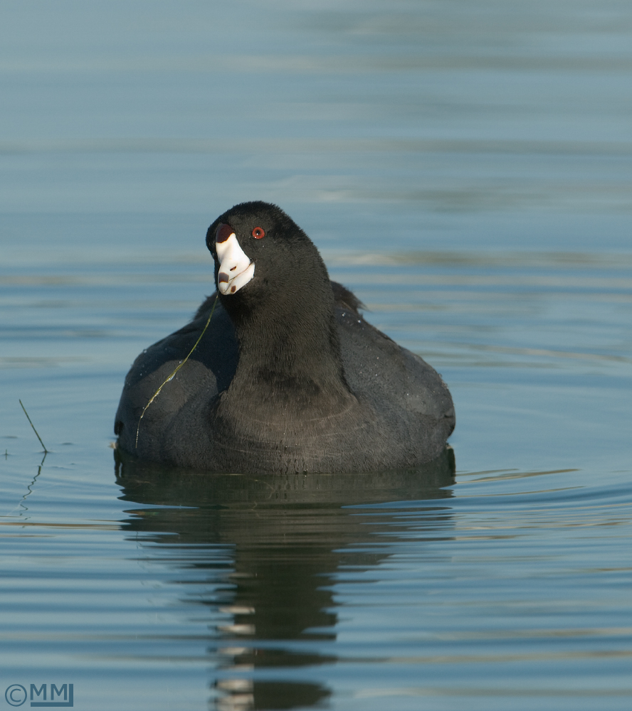 American Coot