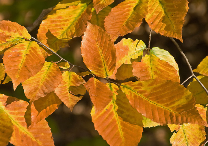 Orange Leaves