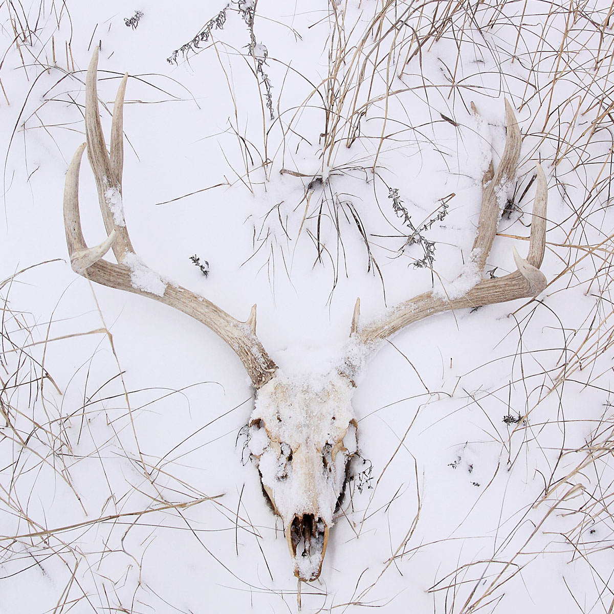 Deer skull in snow