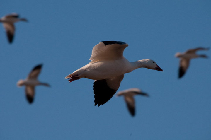Snow Goose In Flight