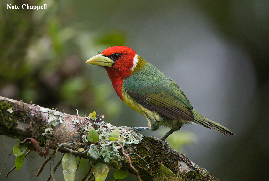 Red-headed Barbet
