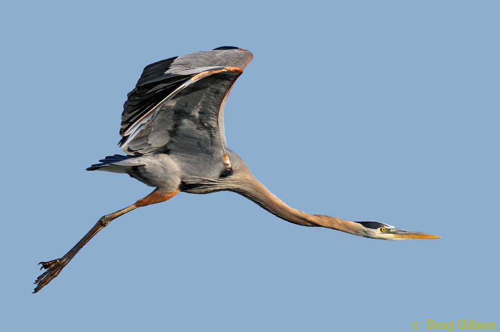 GBH Takeoff