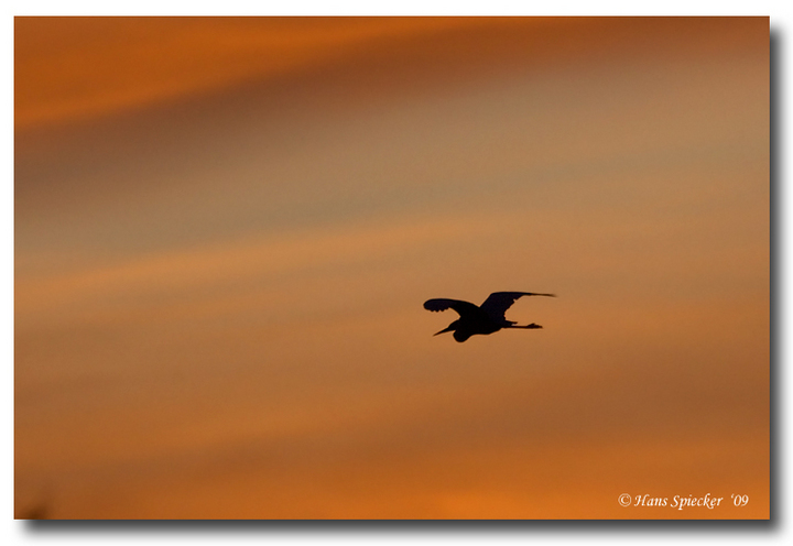 Dawn Patrol