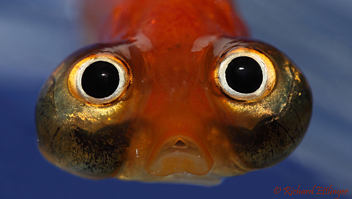 The celestial goldfish