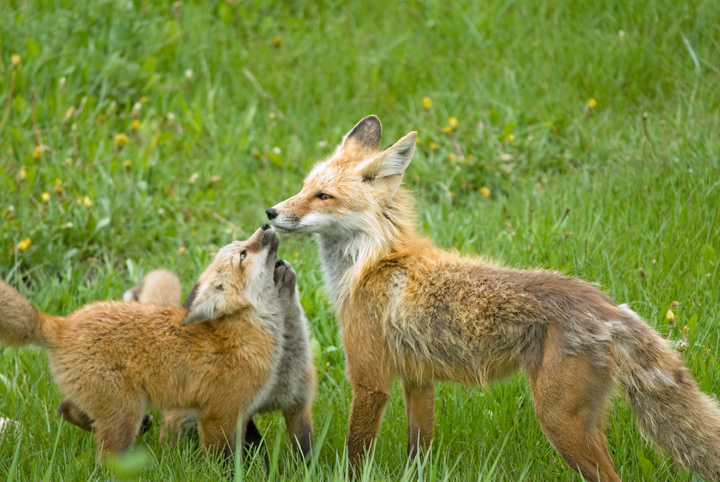 Mom and Kits