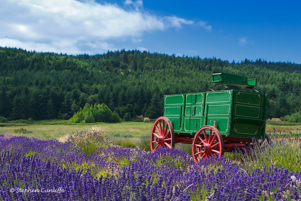 Lavender Farm
