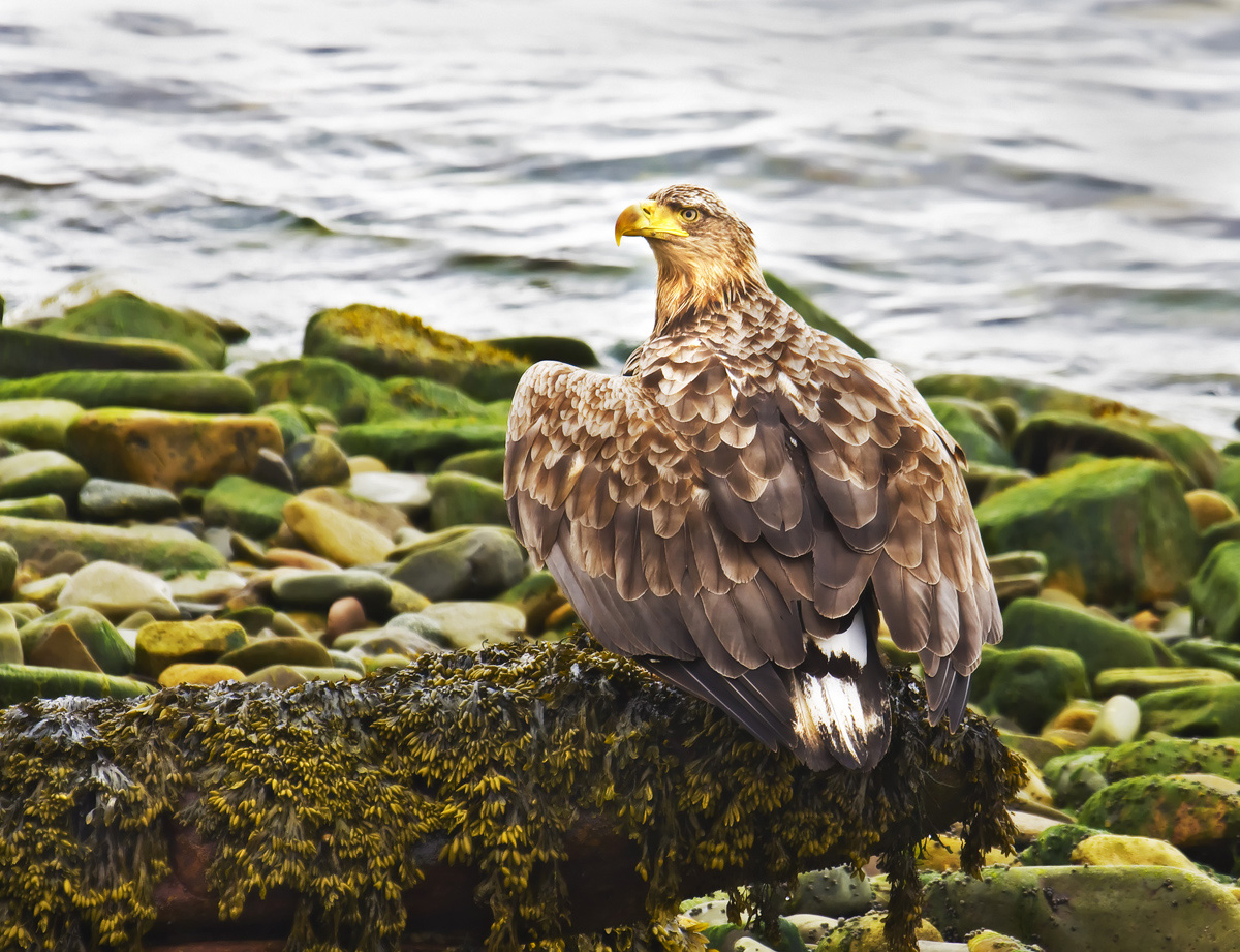 White-tailed Eagle