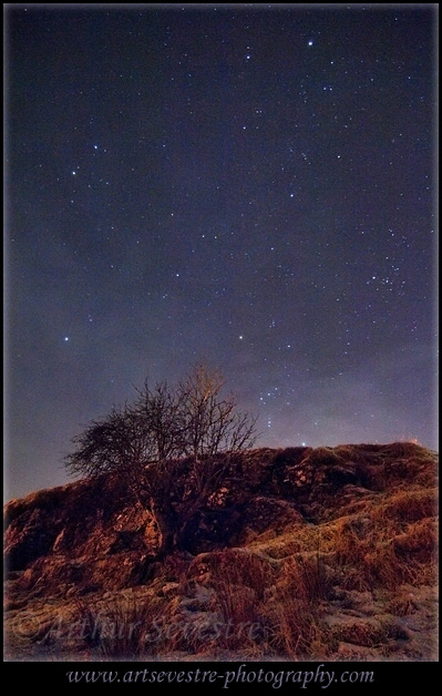 Wee Rowan Tree