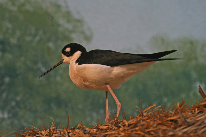 Black necked stilt (C)