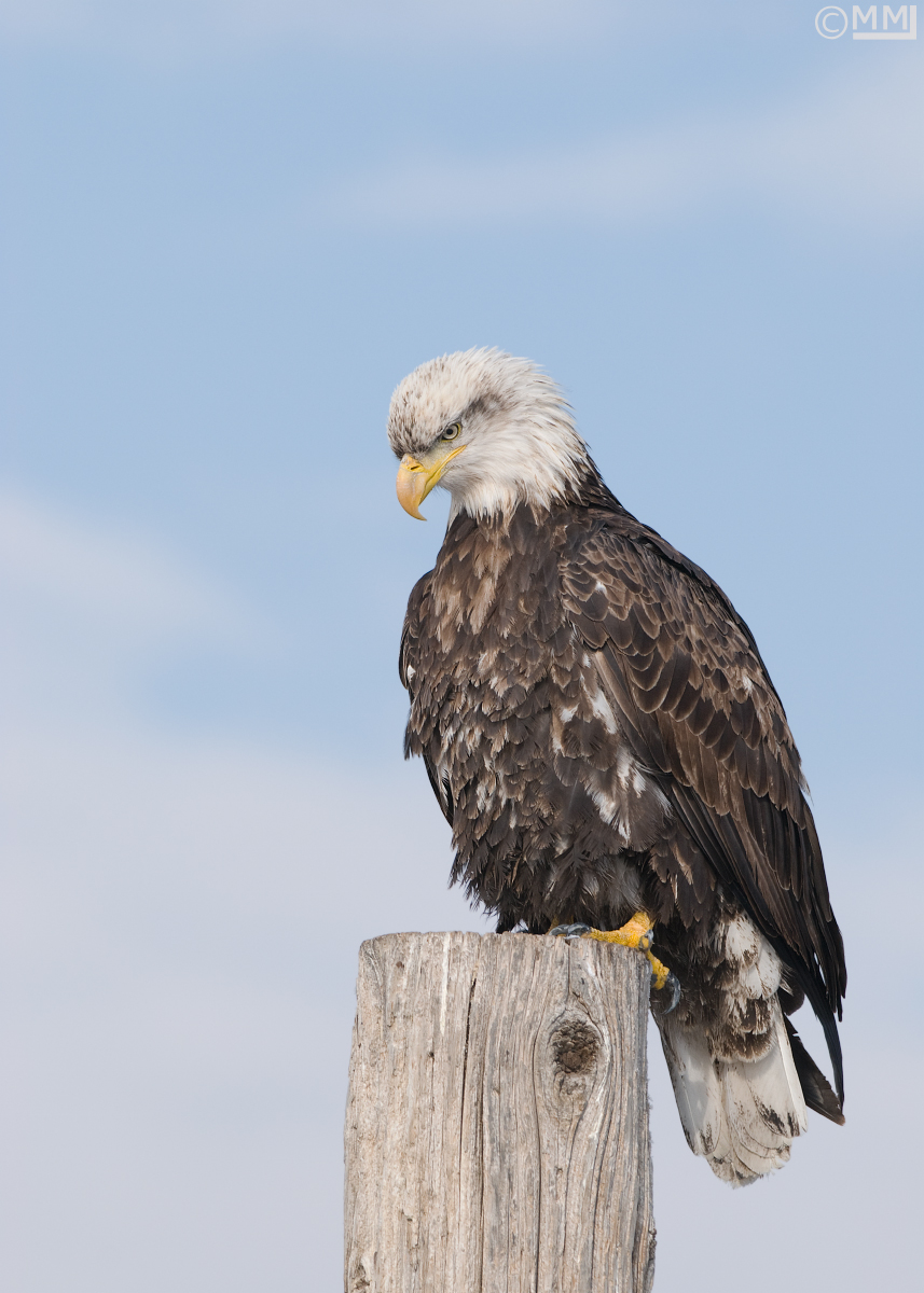 Bald Eagle