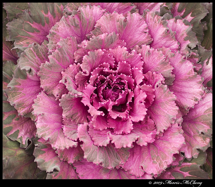 Ruffled