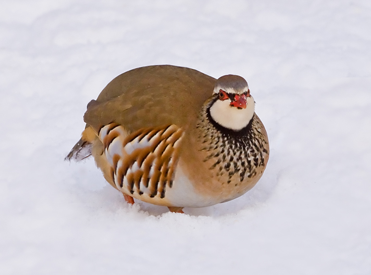 Red Legged Partridge