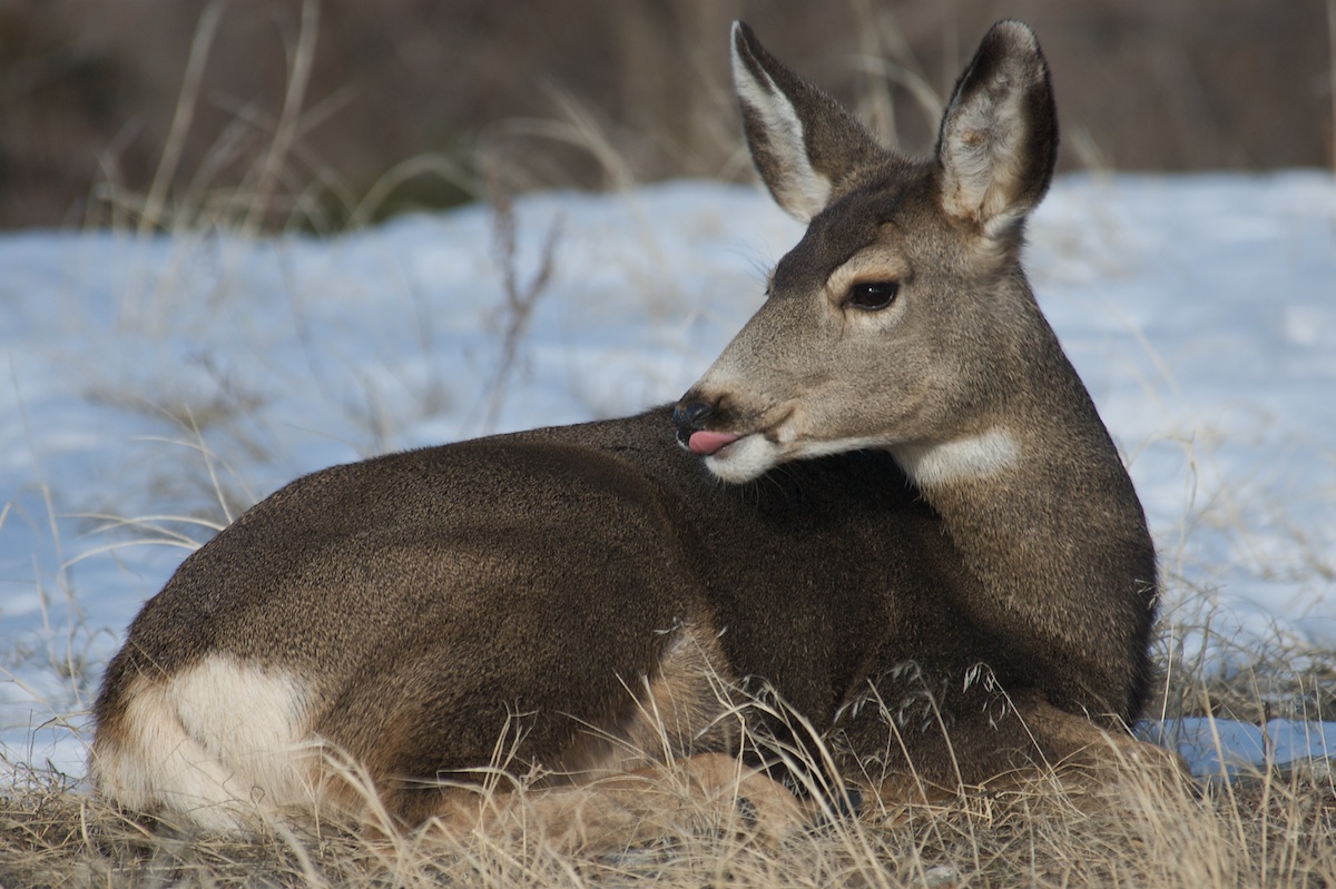 Mule Deer Doe