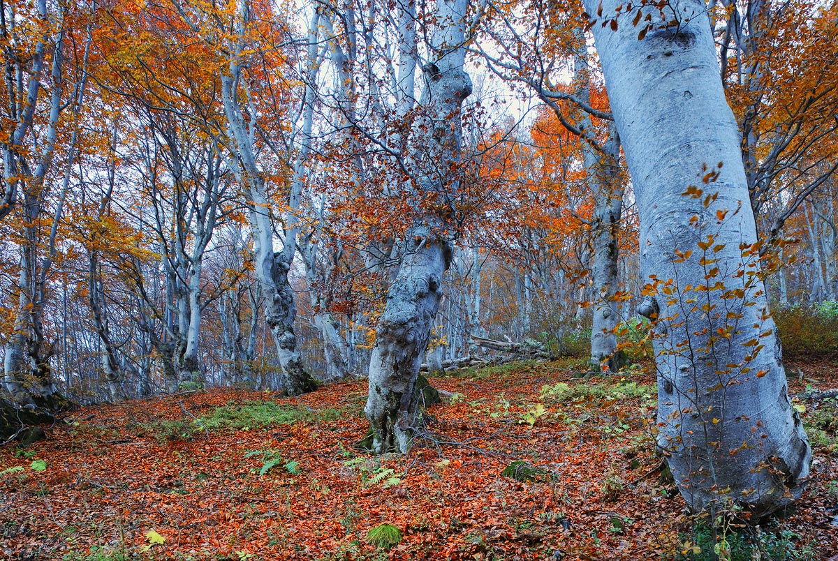 In the beech forest