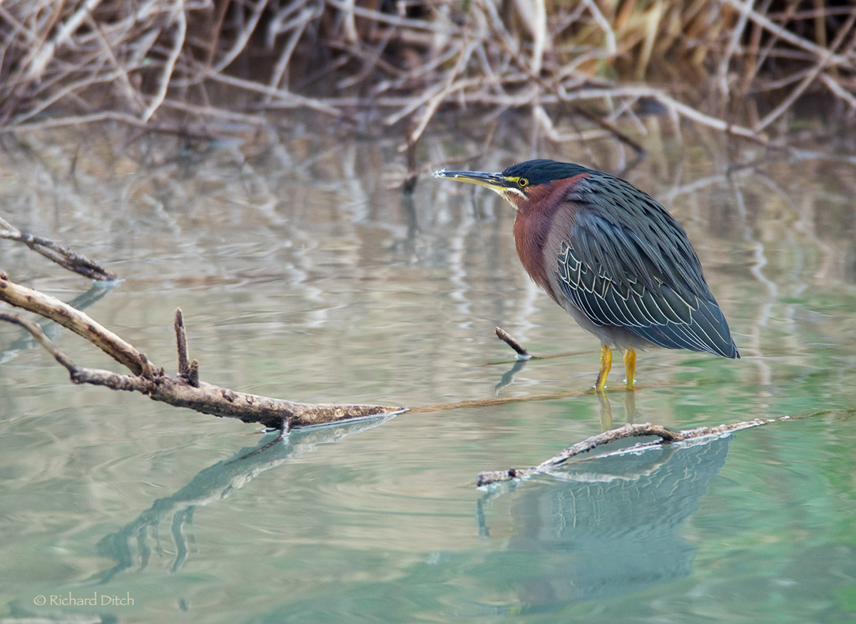 Green Heron