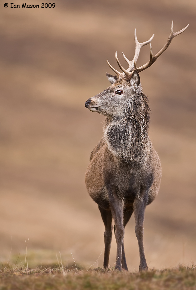 Red Deer