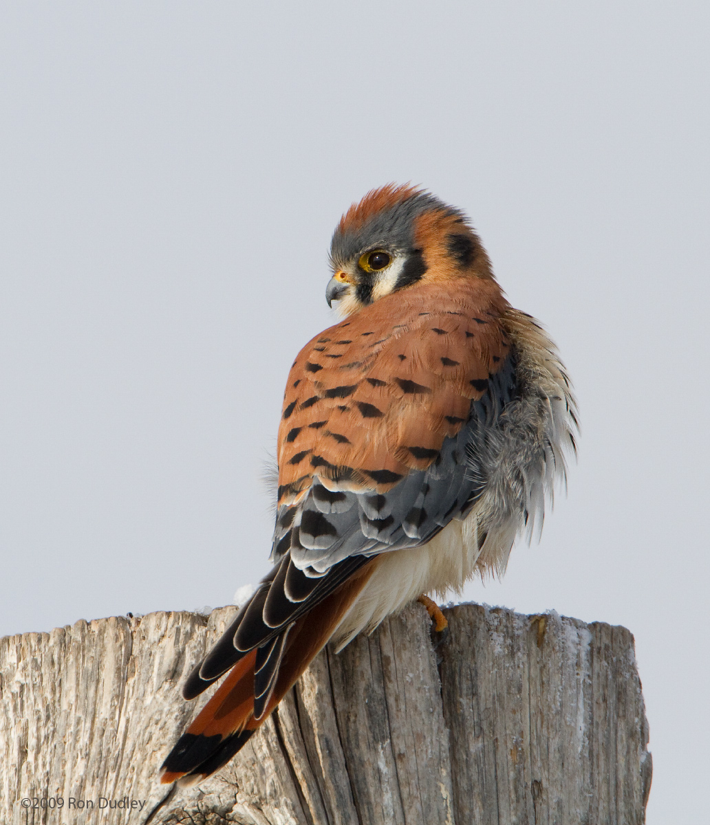 American Kestrel