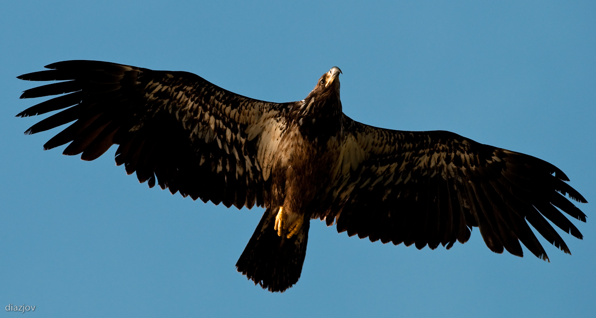 Juvenile eagle
