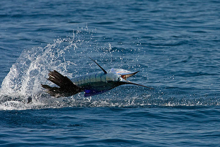 Pacific Sailfish