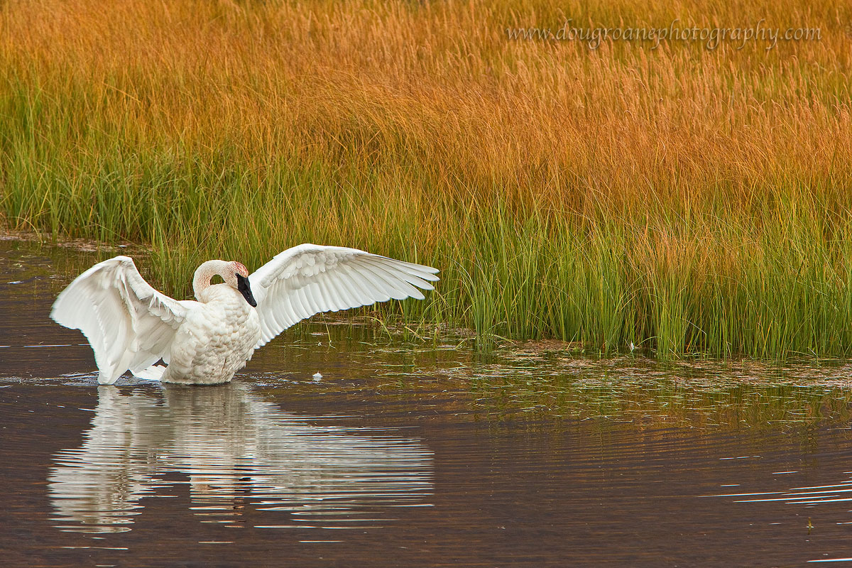 Spread Your Wings